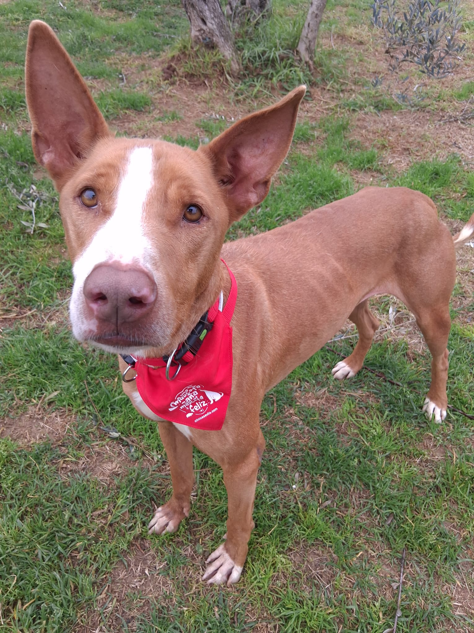 Nardo - Podenco Andaluz Maneto, Podenco Ibicenco, Staffordshire Terrier Americano