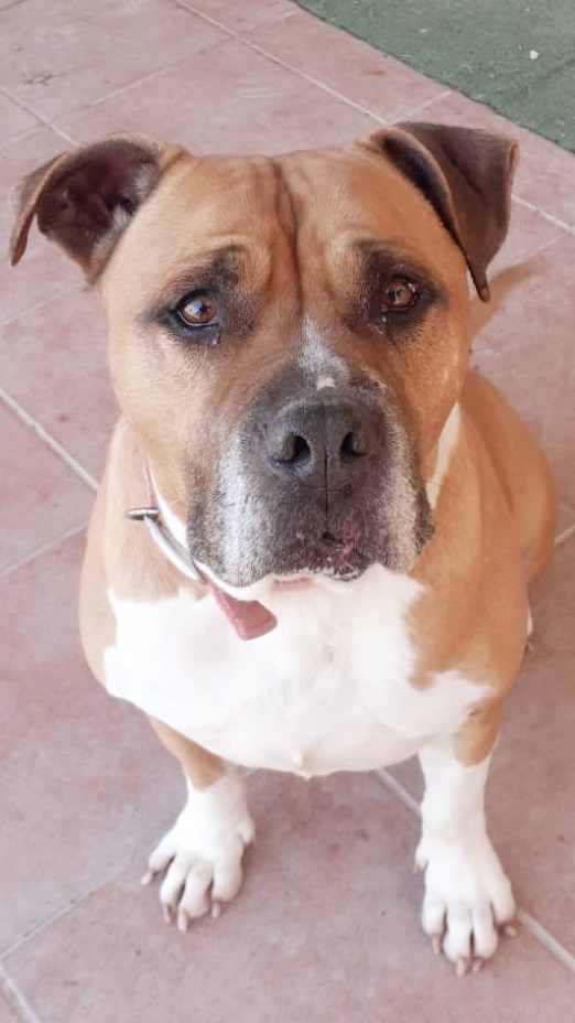 Norton - Staffordshire Terrier Americano, Alano Español, Mastín Español