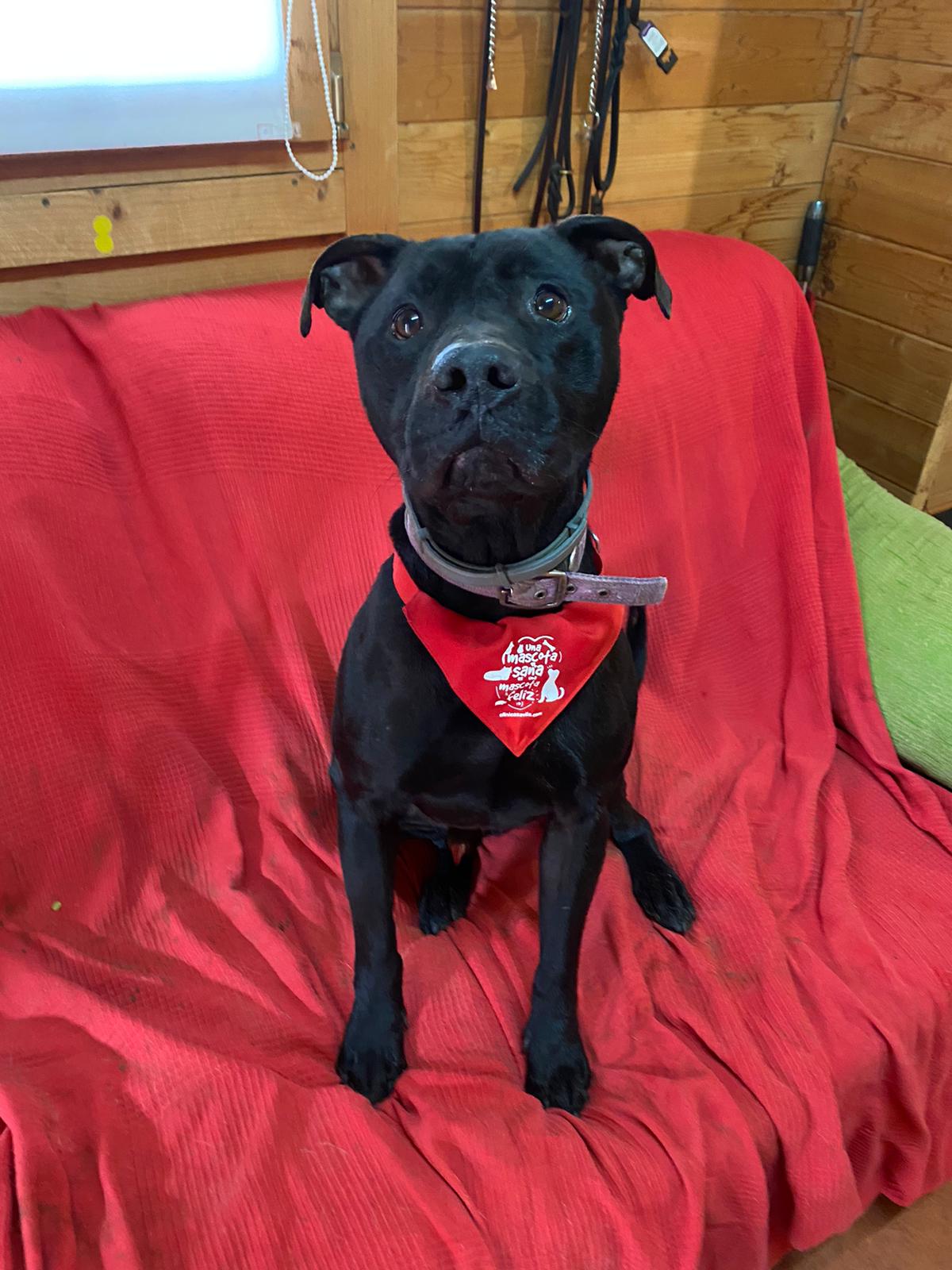 Jim - Staffordshire Bull Terrier, Labrador Retriever