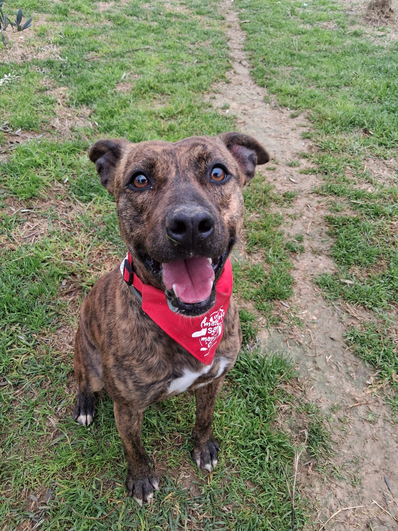 Mina - Staffordshire Terrier Americano, Alano Español, Perro Majorero (Bardino Majorero)