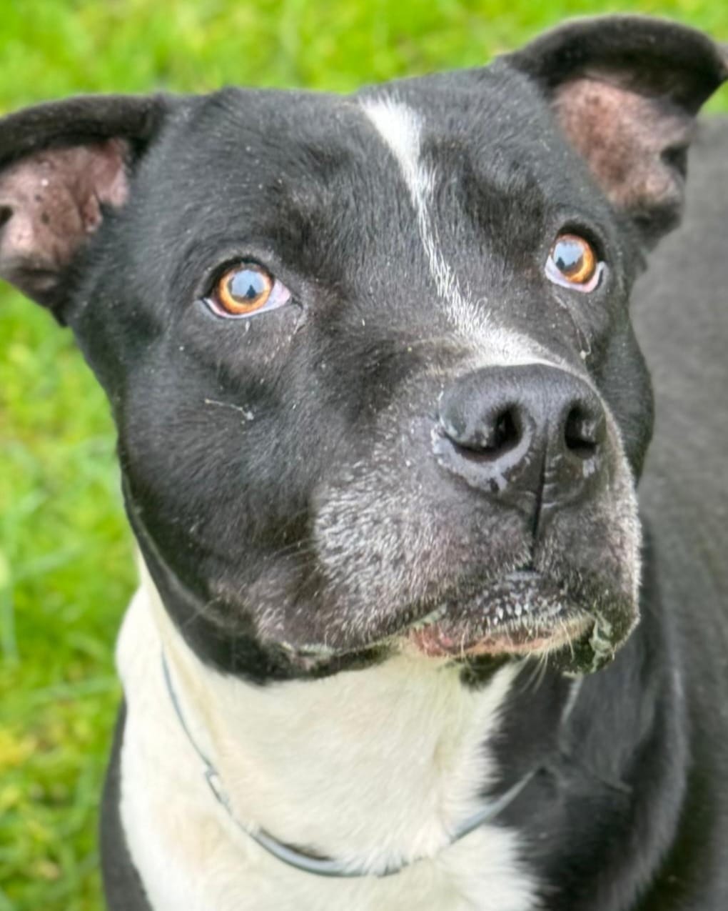 Rolo - Staffordshire Terrier Americano, Staffordshire Bull Terrier, Mestizo