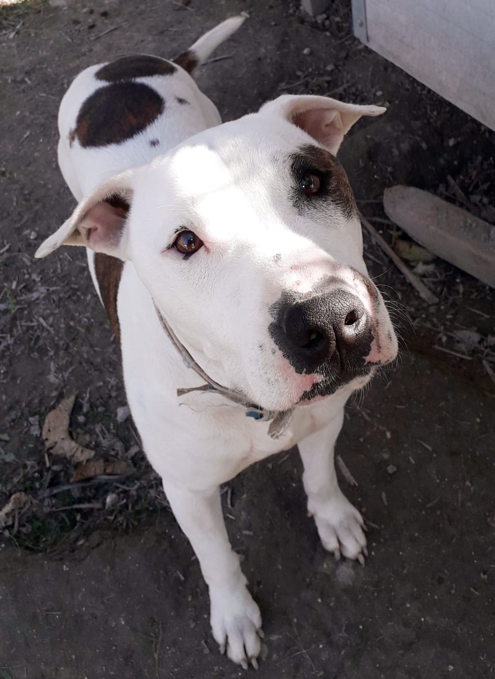 Mike - Staffordshire Terrier Americano, Staffordshire Bull Terrier, Alano Español