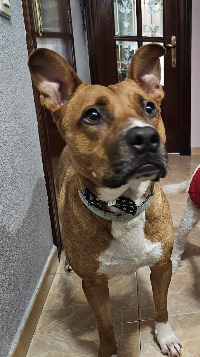 Nano - Staffordshire Terrier Americano, Boxer, Podenco Andaluz