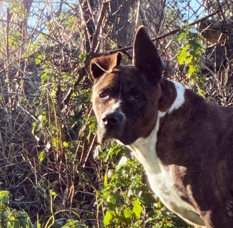 Kobu - Staffordshire Terrier Americano, Alano Español