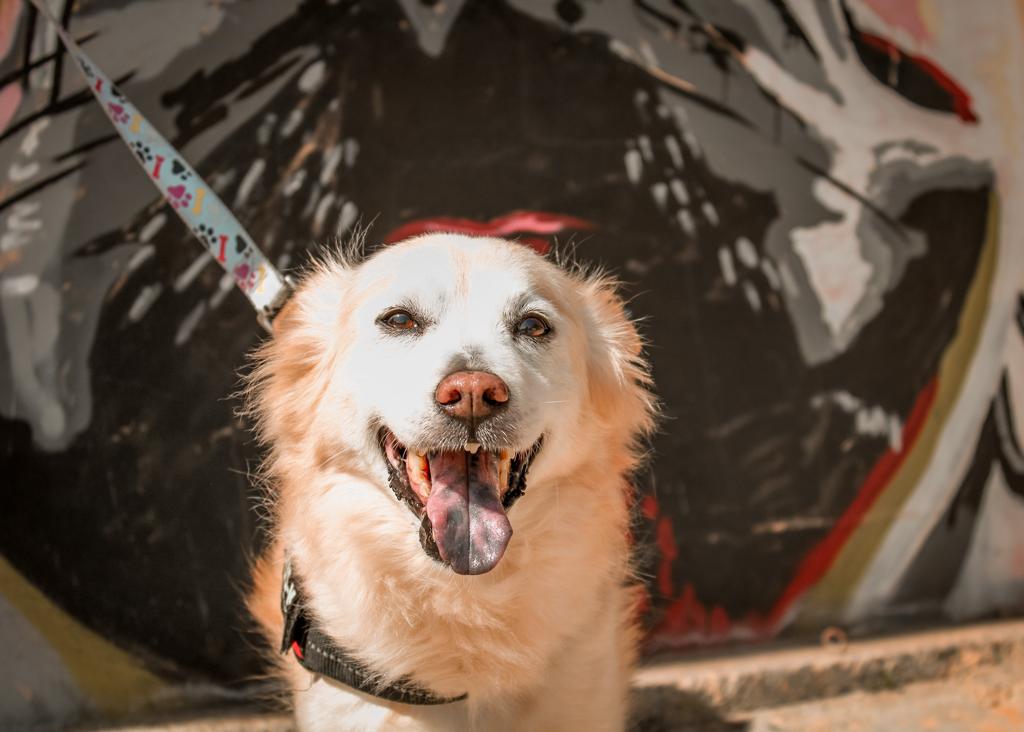 Tana - Podenco Andaluz, Border Collie, Chow Chow