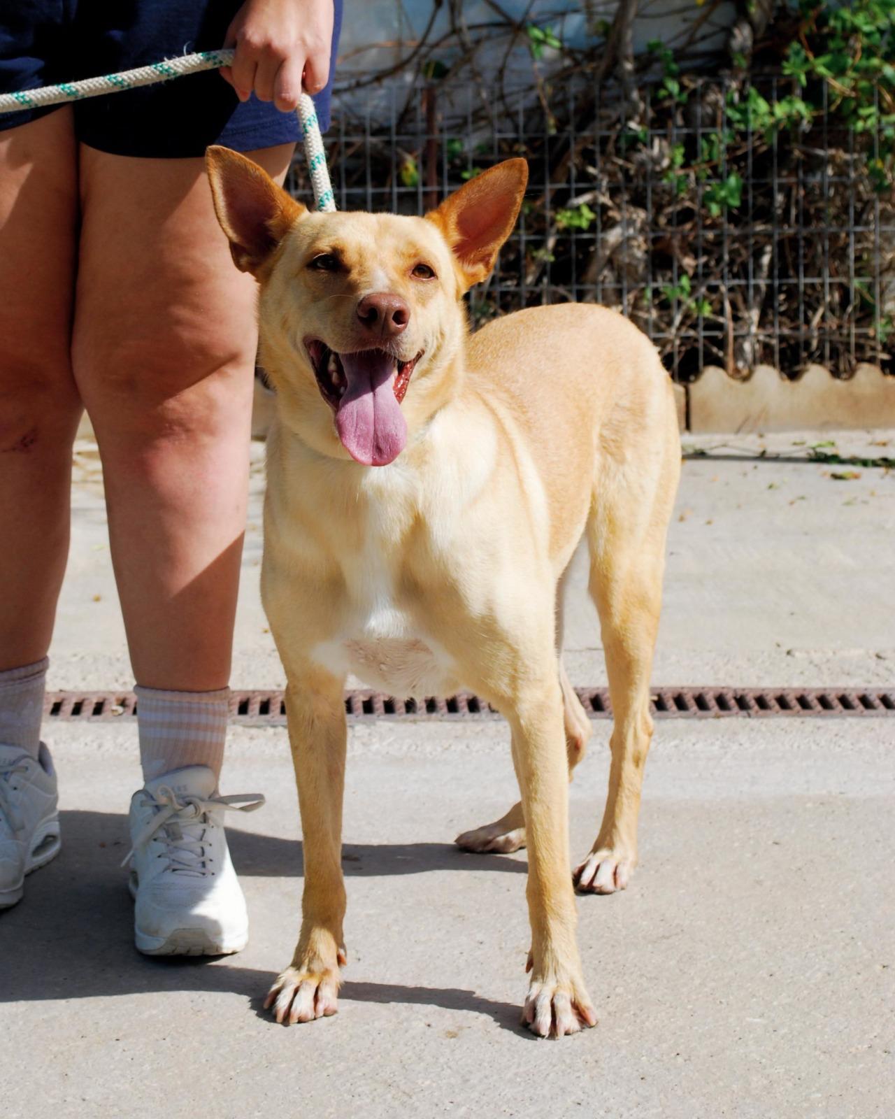 Rubio - Podenco Andaluz, Labrador Retriever, Canaan Dog