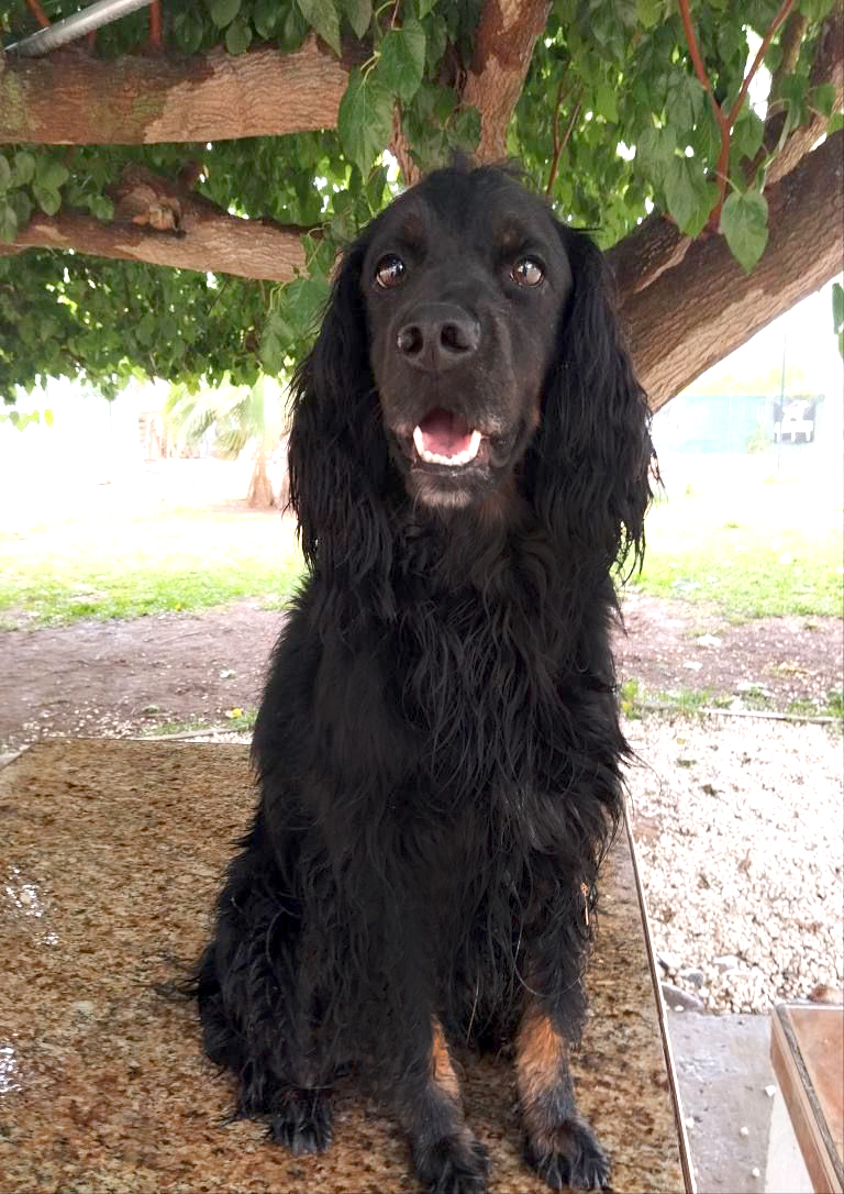 Bruno - Setter Gordon, Cocker Spaniel Inglés