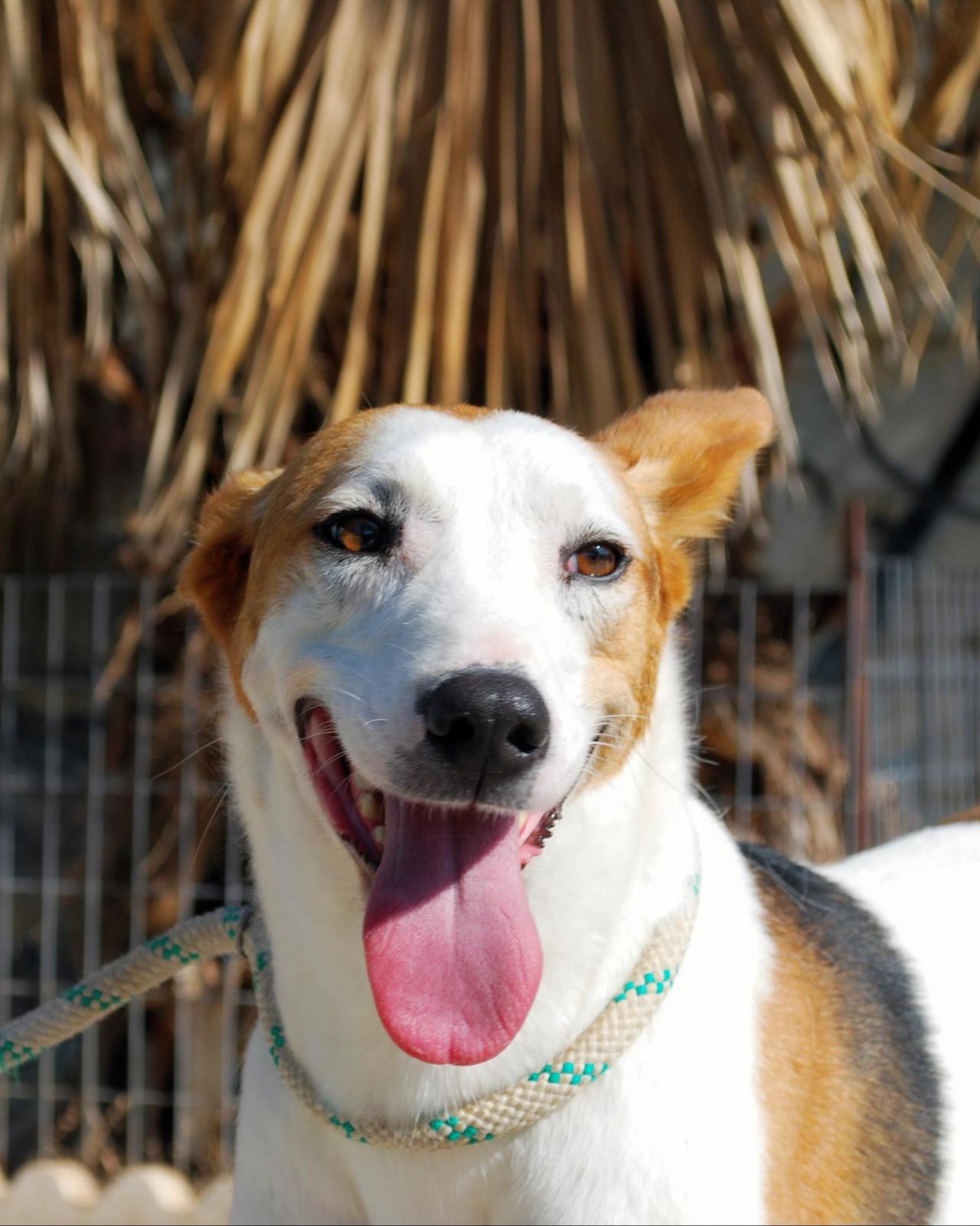 Petunia - Podenco Andaluz, Jack Russell Terrier, Fox Terrier (Pelo Liso)