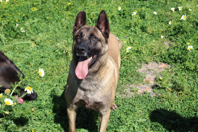 Tayson - Pastor Alemán, Alano Español