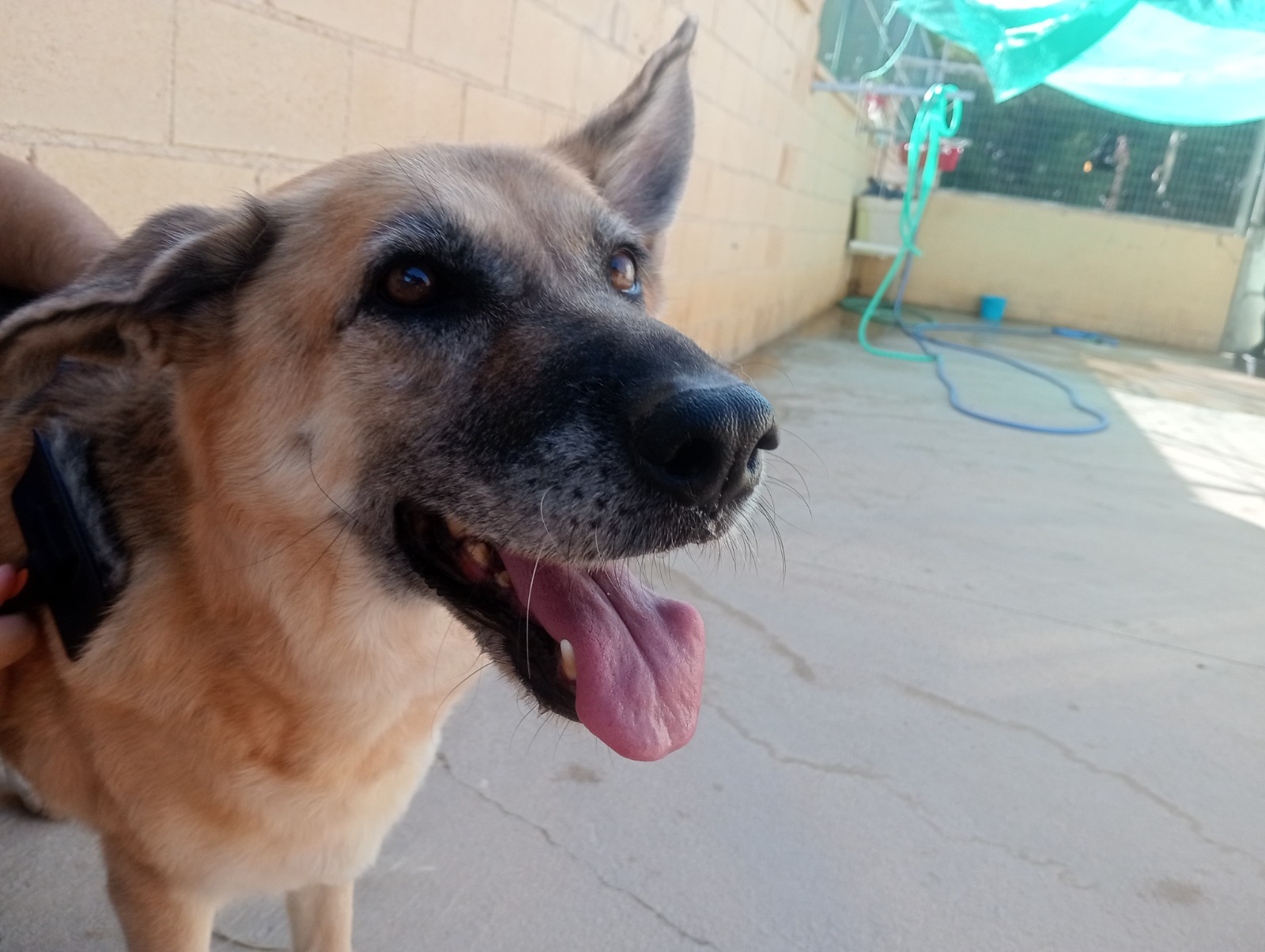 Shakira - Pastor Alemán, Mastín Español, Perro Pastor Mallorquín