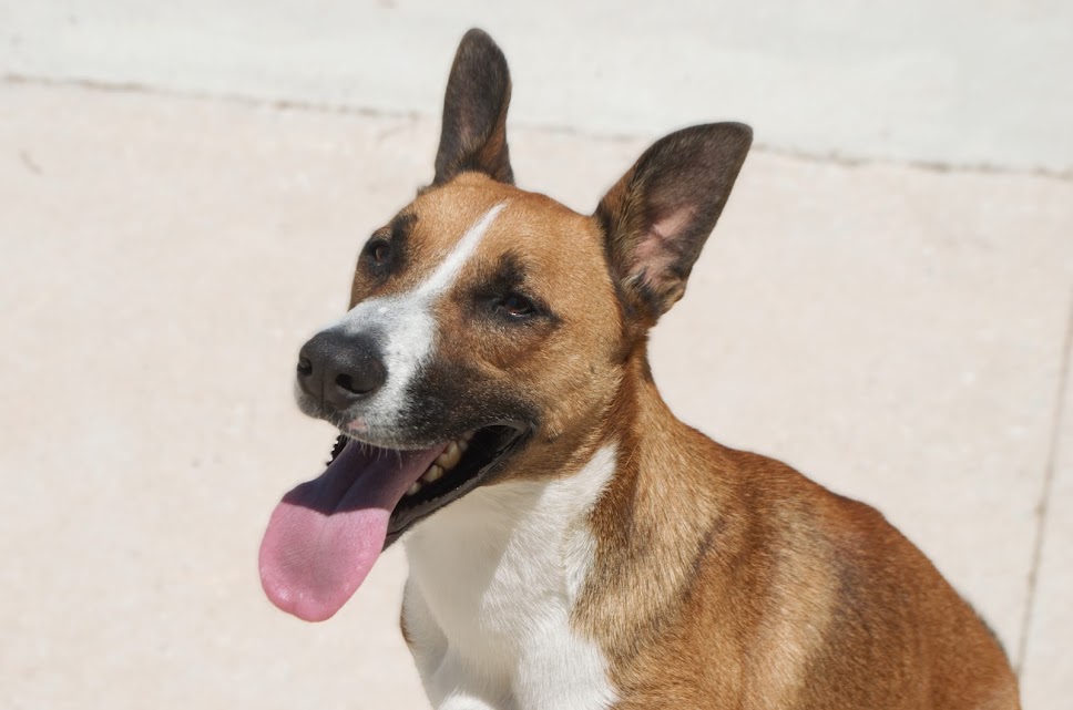 Brandon - Podenco Andaluz, Basenji, Staffordshire Bull Terrier