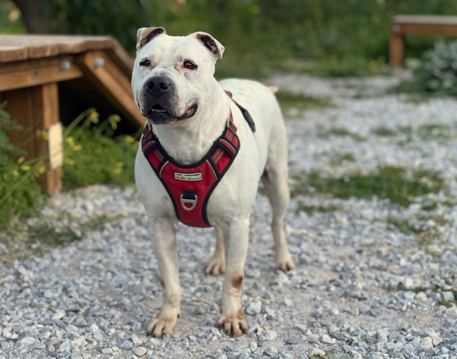 Indio - Staffordshire Bull Terrier, Staffordshire Terrier Americano, Dálmata