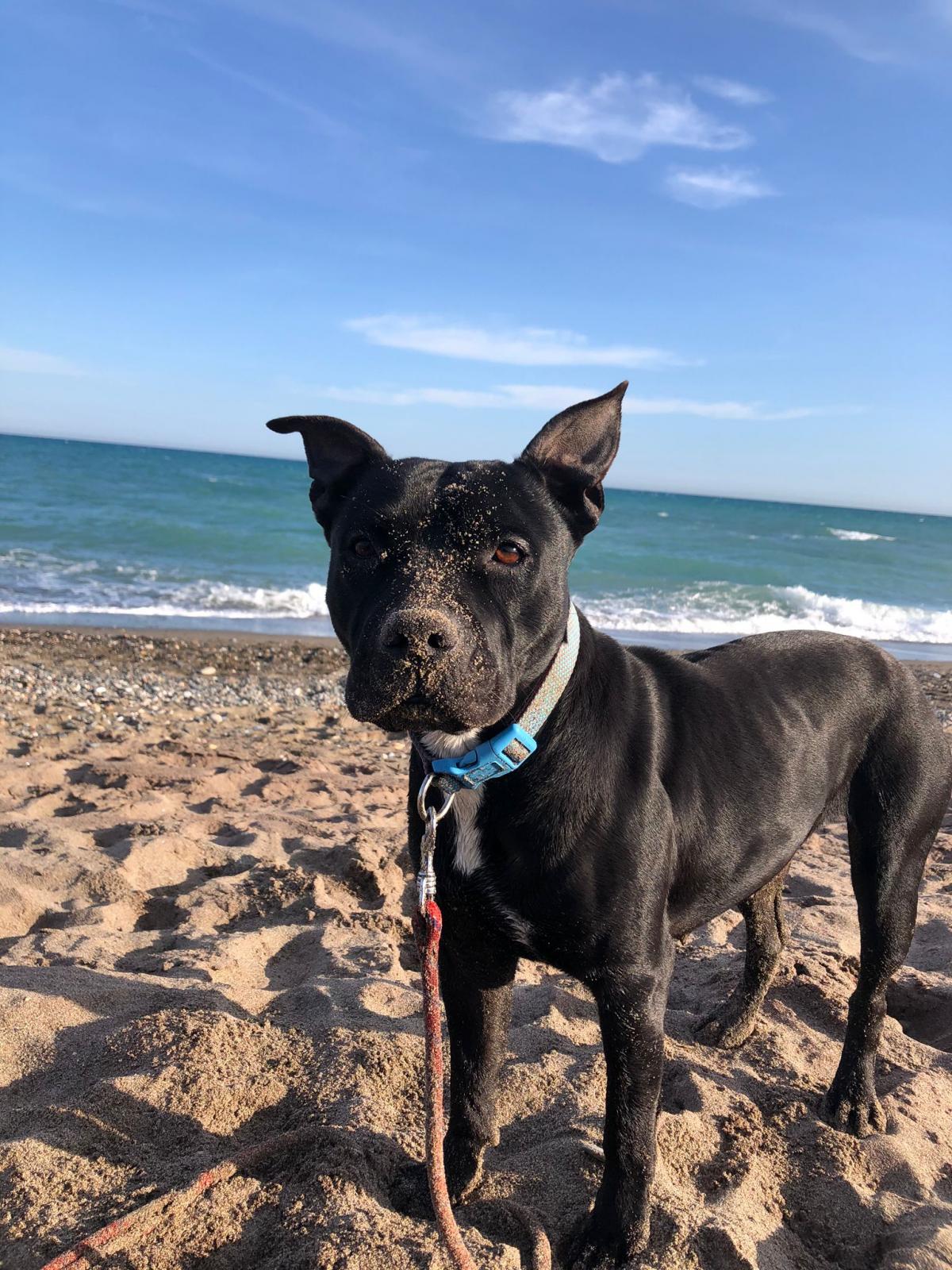 Flor - Staffordshire Bull Terrier, Staffordshire Terrier Americano, Labrador Retriever