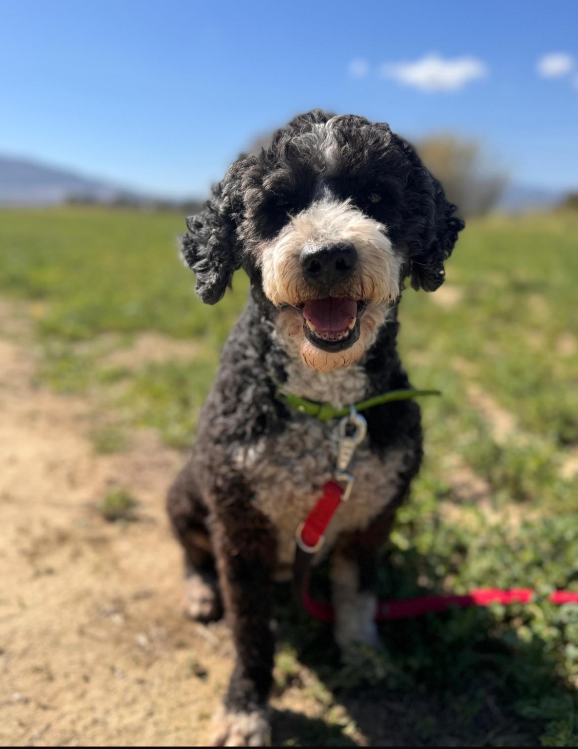 Trufa - Perro de Agua Español, Caniche Mediano