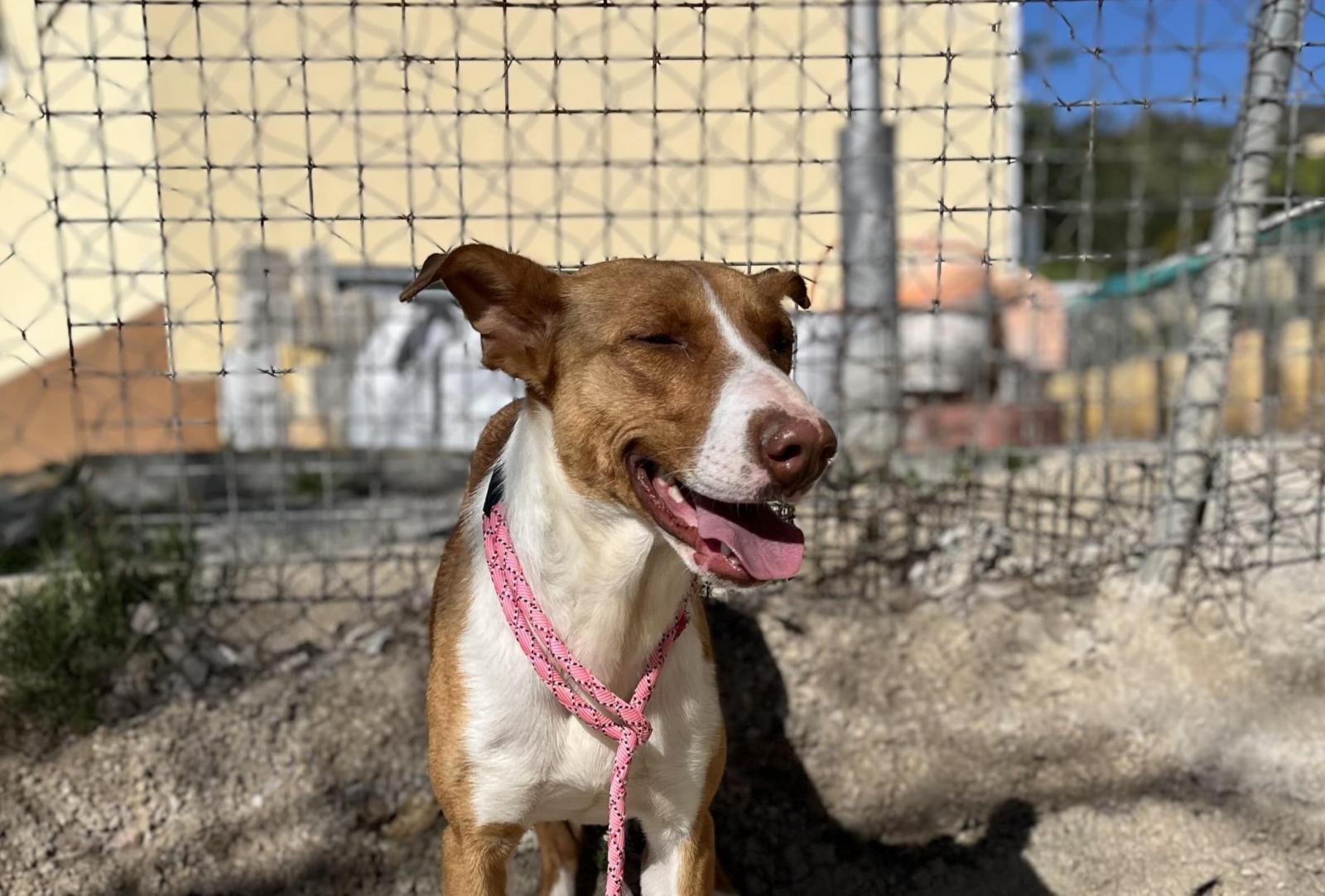 Zack - Podenco Andaluz, Galgo Español, Staffordshire Bull Terrier