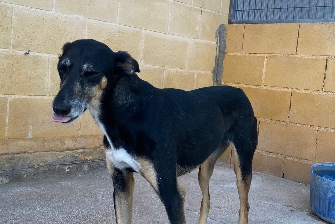 Dina - Podenco Andaluz, Galgo Español, Perro Pastor Mallorquín