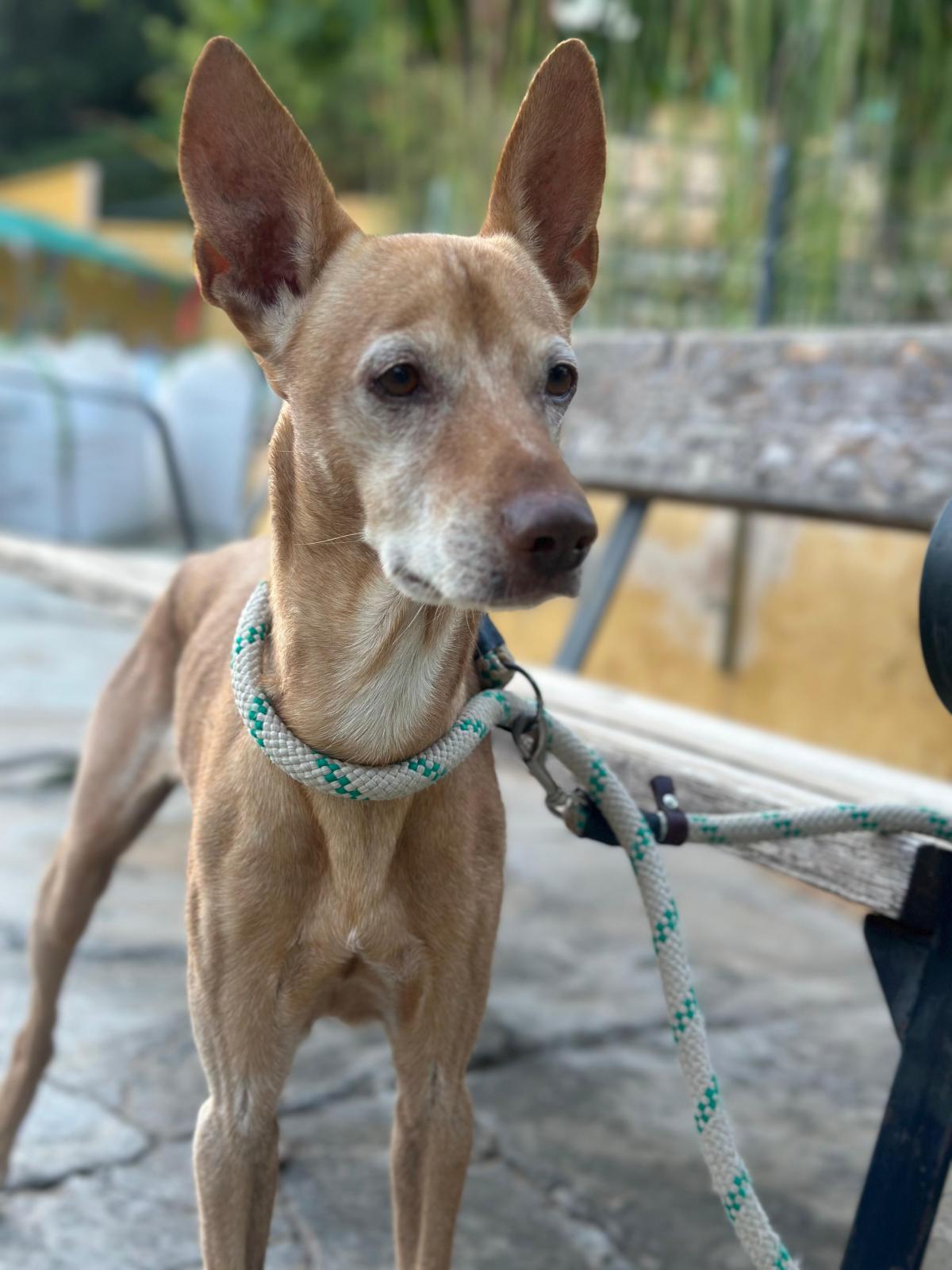 Lilo - Podenco Andaluz, Pinscher Miniatura, Ratonero Valenciano