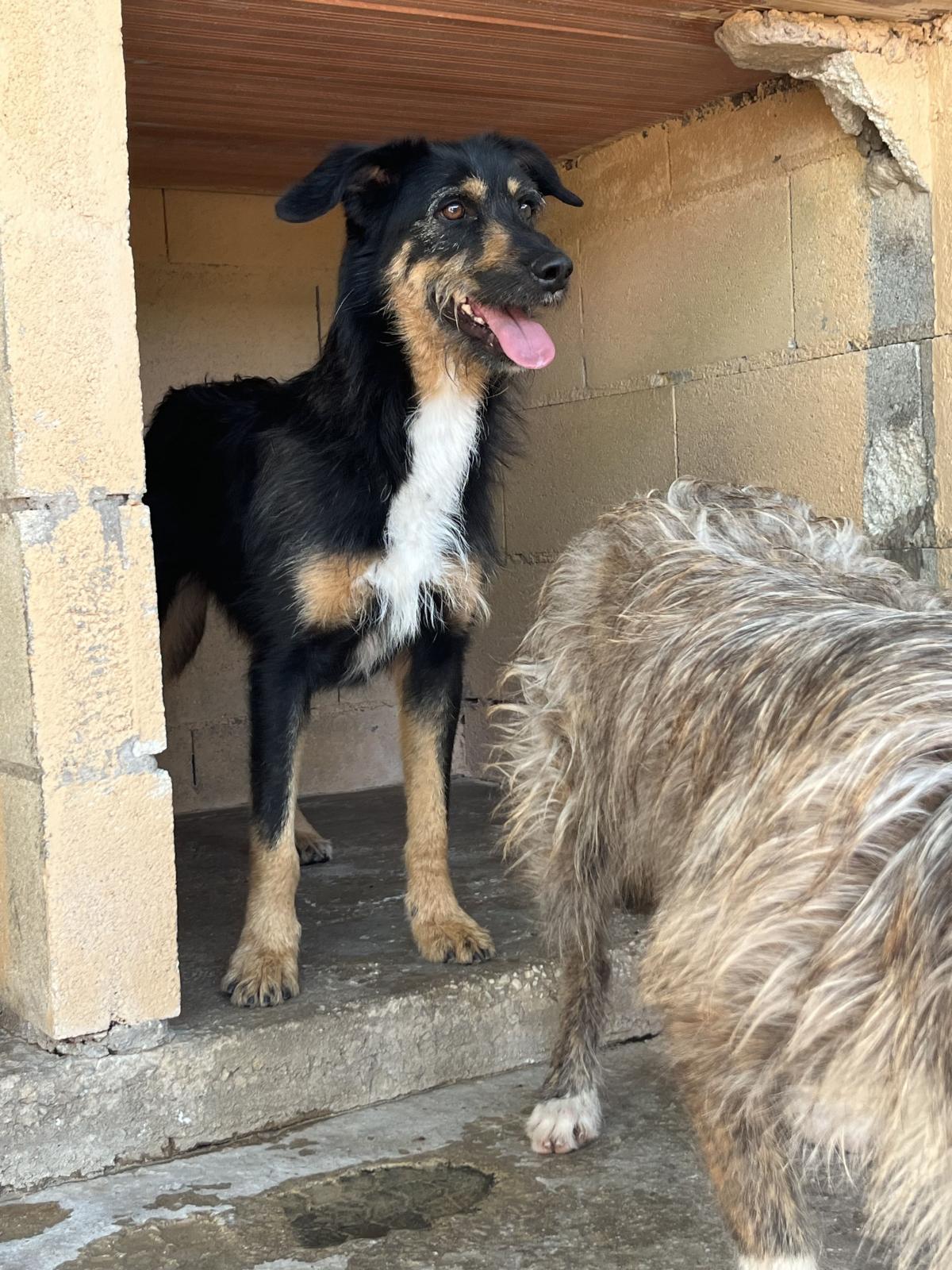 Zero - Pastor Vasco, Podenco Andaluz, Border Collie