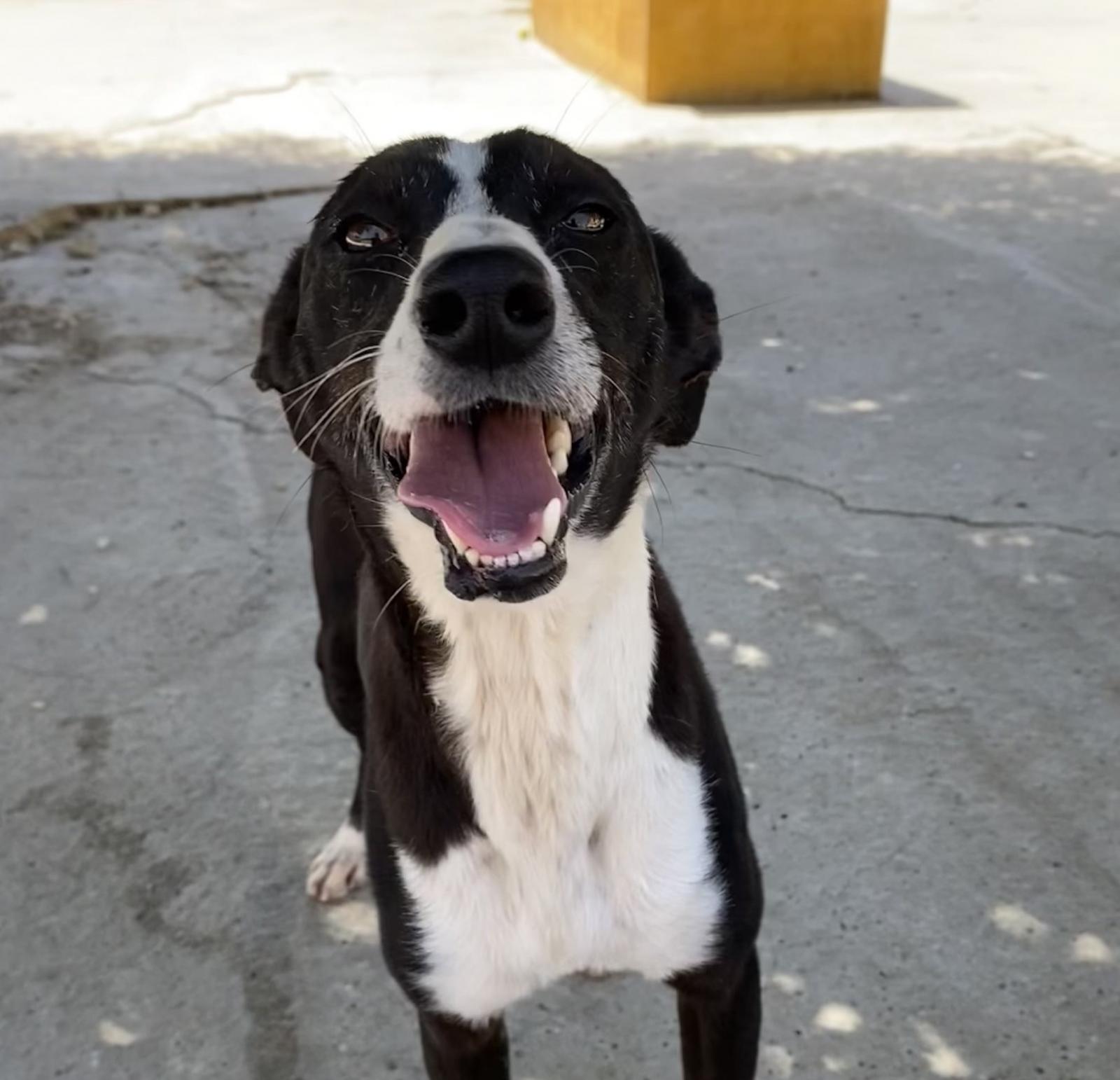 Rayo - Podenco Andaluz, Border Collie, Lebrel Norteño Inglés (Whippet)