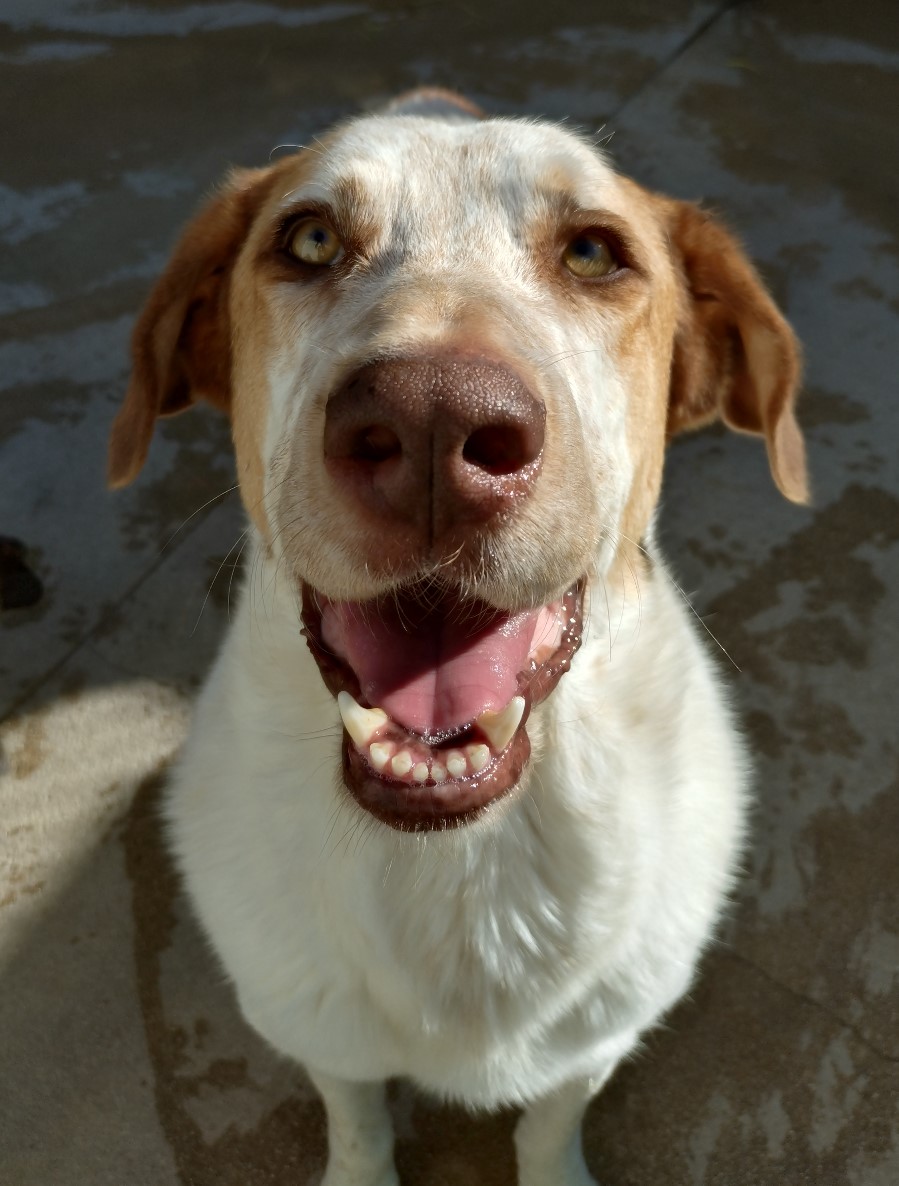 Irma - Mastín Español, Perdiguero de Burgos, Labrador Retriever