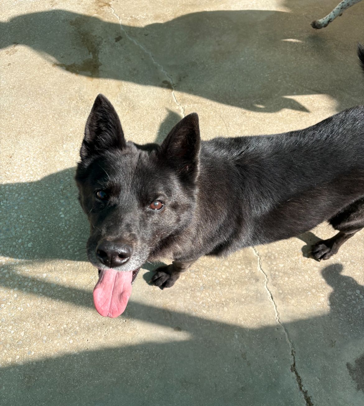 Silvia - Pastor Alemán, Chow Chow, Akita Americano