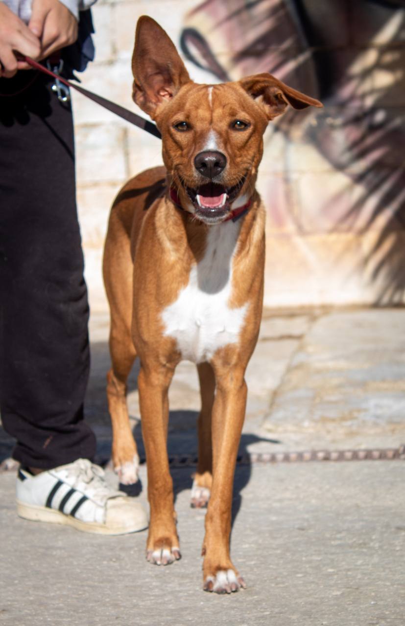 Viento - Podenco Andaluz, Alano Español, Staffordshire Terrier Americano