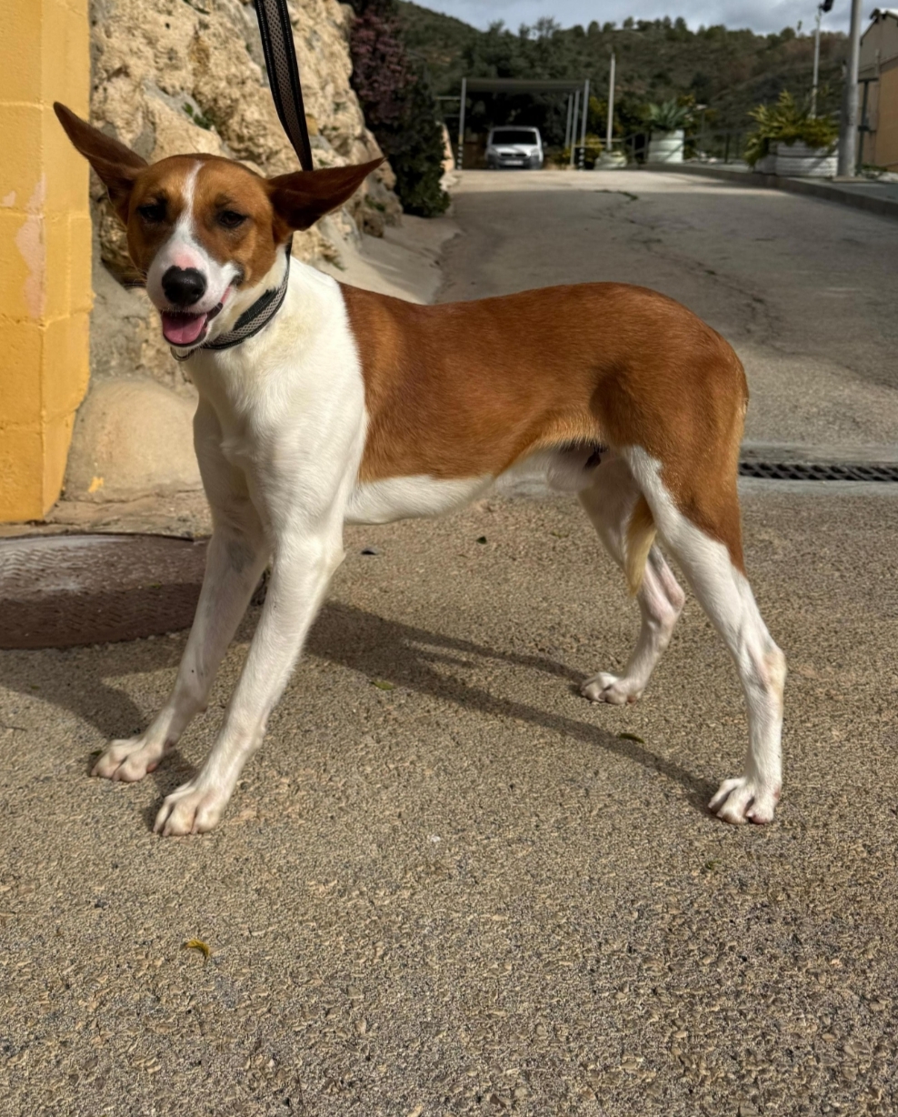 Tinto - Podenco Andaluz, Basenji, Ratonero Bodeguero Andaluz