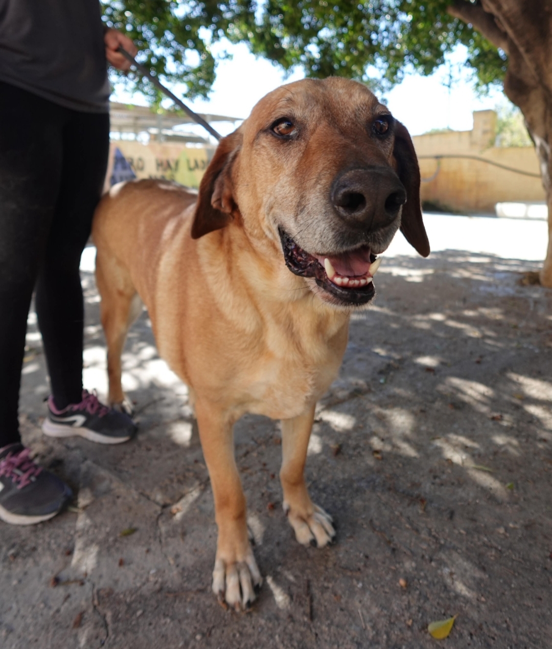 Bil - Sabueso Español, Labrador Retriever, Mastín Español