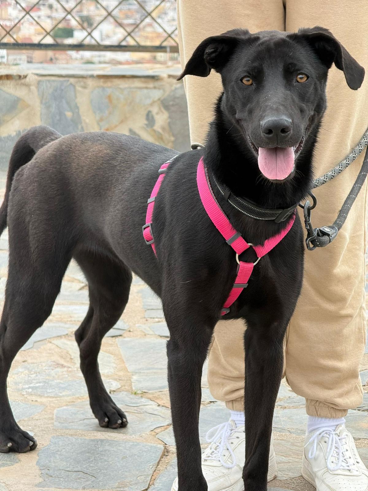 Habana - Labrador Retriever, Perro Pastor Mallorquín, Podenco Andaluz