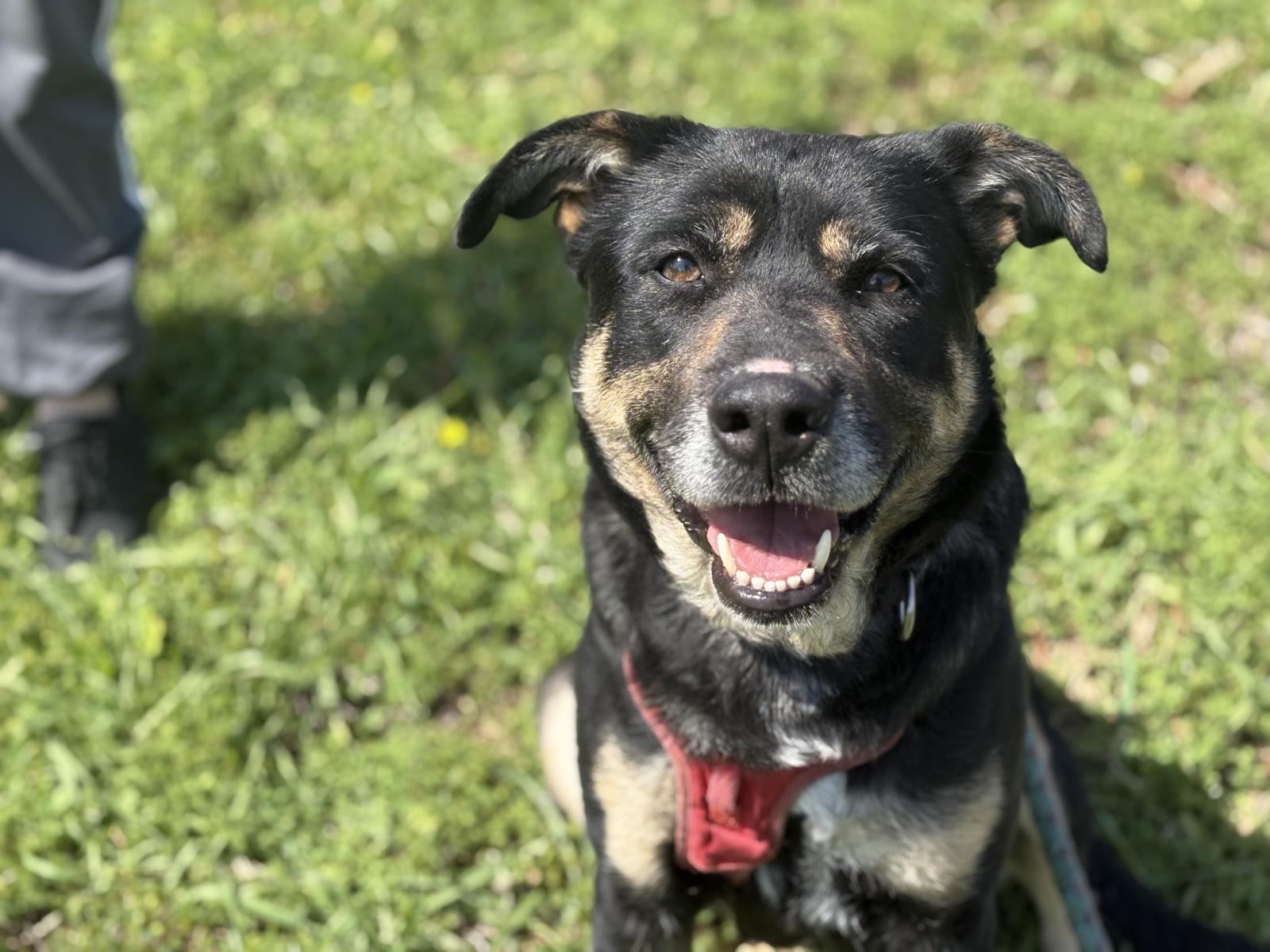 Salma - Pastor Alemán, Rottweiler, Labrador Retriever
