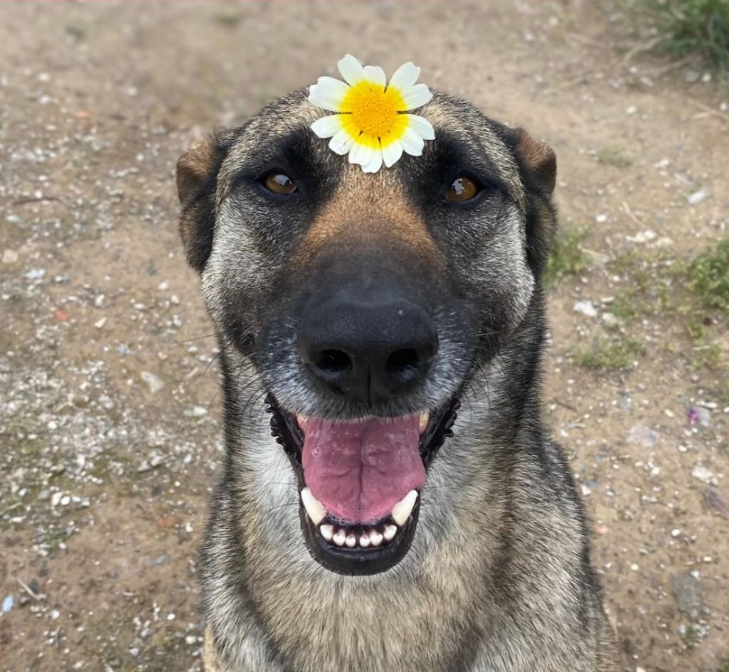 Iris - Pastor Alemán, Perro Pastor Mallorquín, Mastín Español