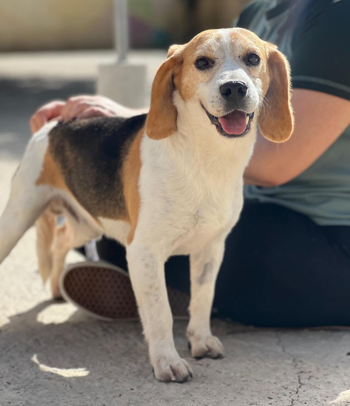 Toni - Beagle, Foxhound Inglés, Harrier