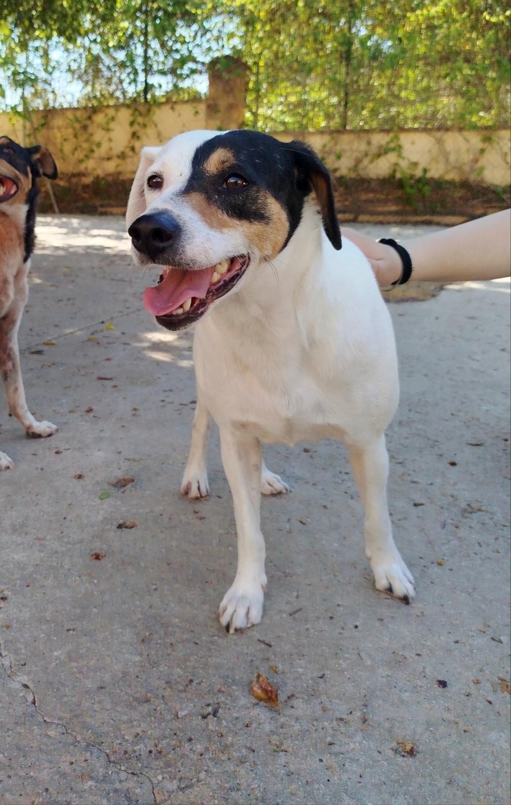 Lobi - Ratonero Bodeguero Andaluz, Jack Russell Terrier, Staffordshire Bull Terrier
