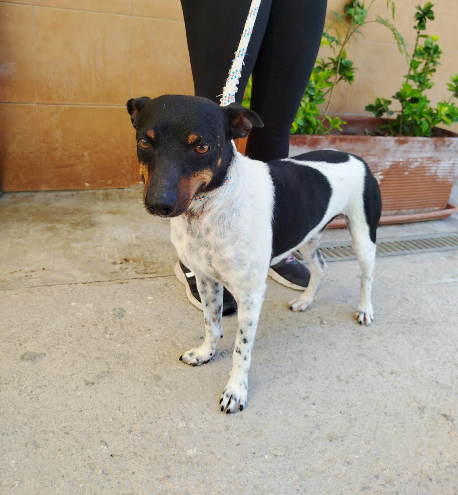 Escorpio - Ratonero Bodeguero Andaluz, Jack Russell Terrier, Fox Terrier (Pelo Liso)