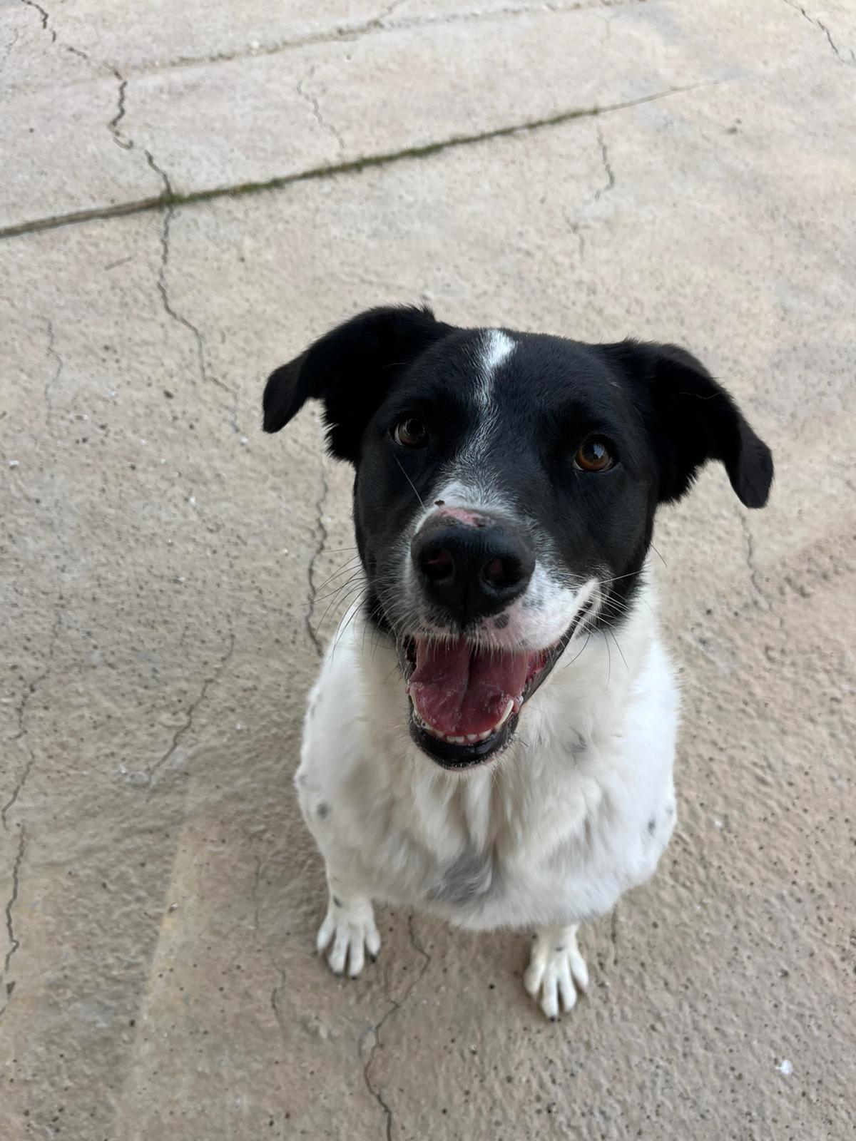 Runa - Border Collie, Mastín Español, Pastor Garafiano