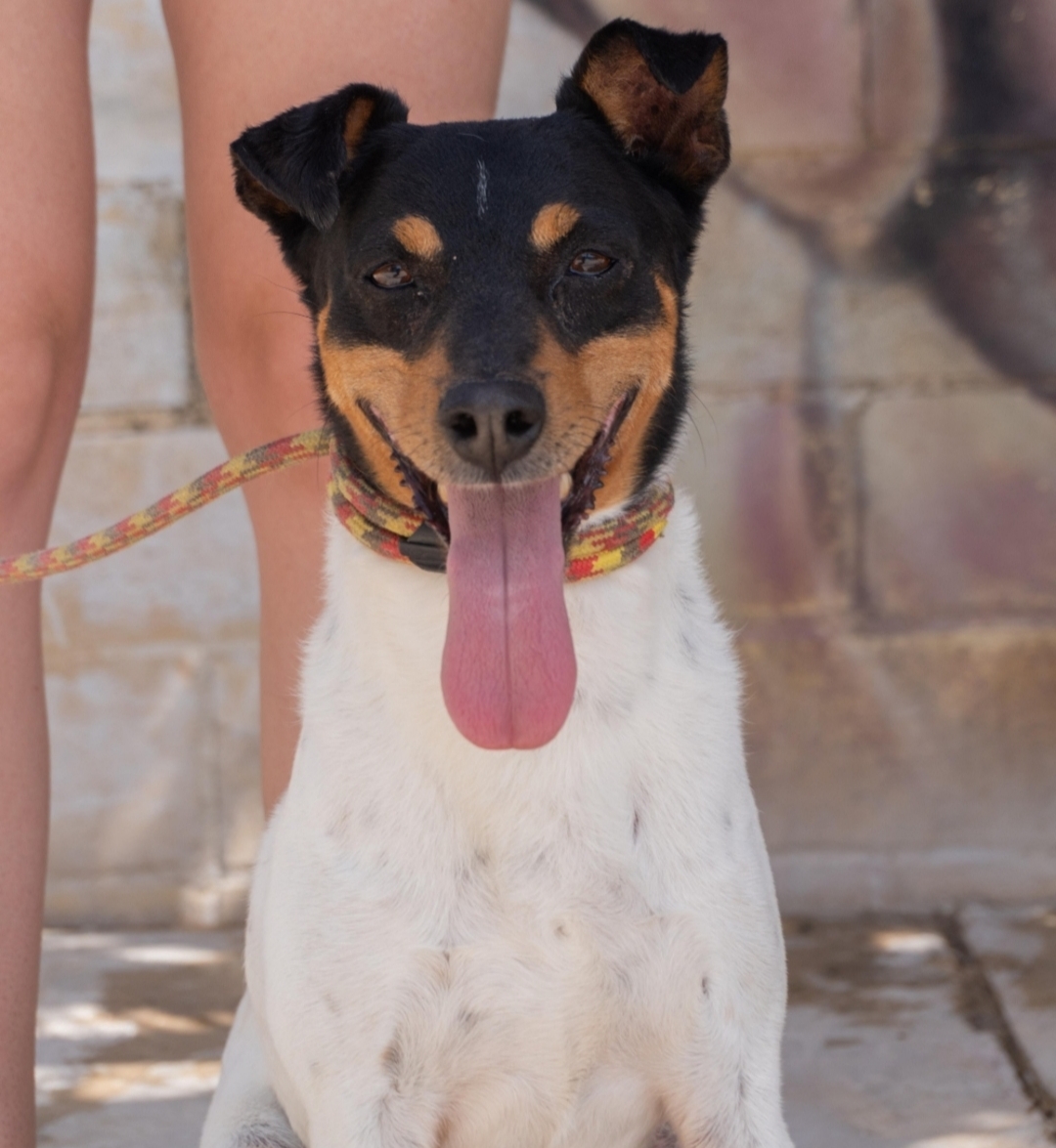 Julio - Ratonero Bodeguero Andaluz, Jack Russell Terrier, Fox Terrier (Pelo Liso)