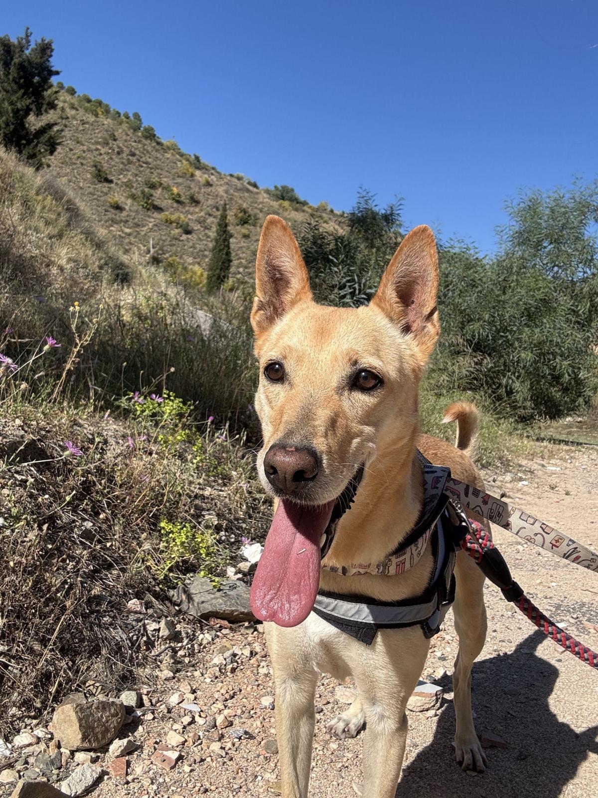 Kira - Podenco Andaluz, Pastor Alemán, Canaan Dog