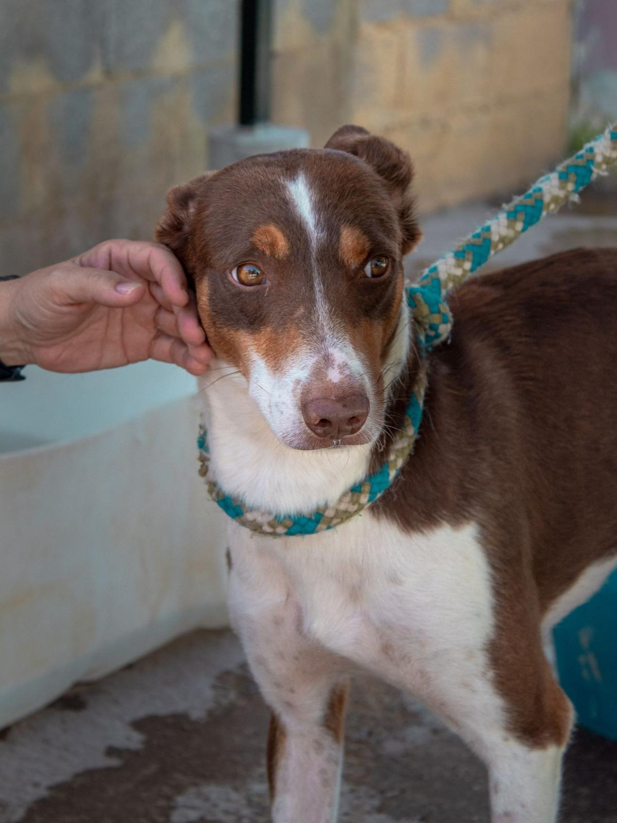 Tableton - Podenco Andaluz, Ratonero Bodeguero Andaluz, Border Collie
