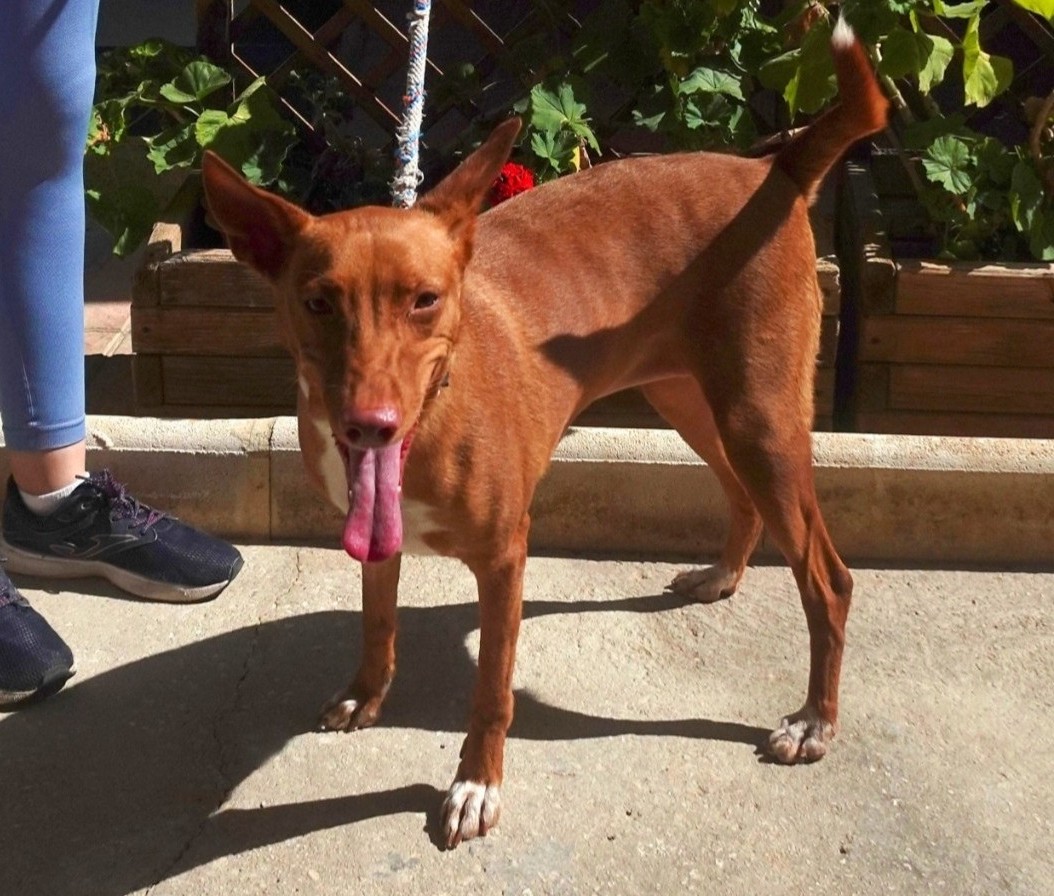 Canelita - Podenco Andaluz, Podenco Canario, Basenji