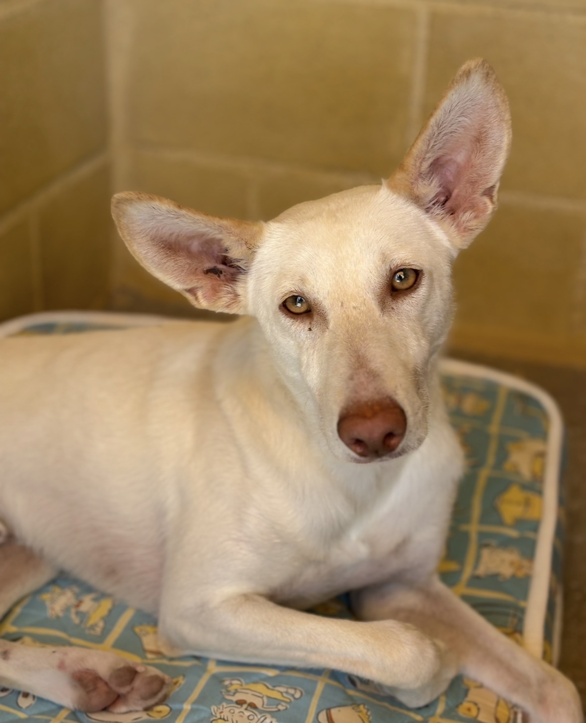 Garbanzo - Podenco Andaluz, Galgo Español, Lebrel Norteño Inglés (Whippet)