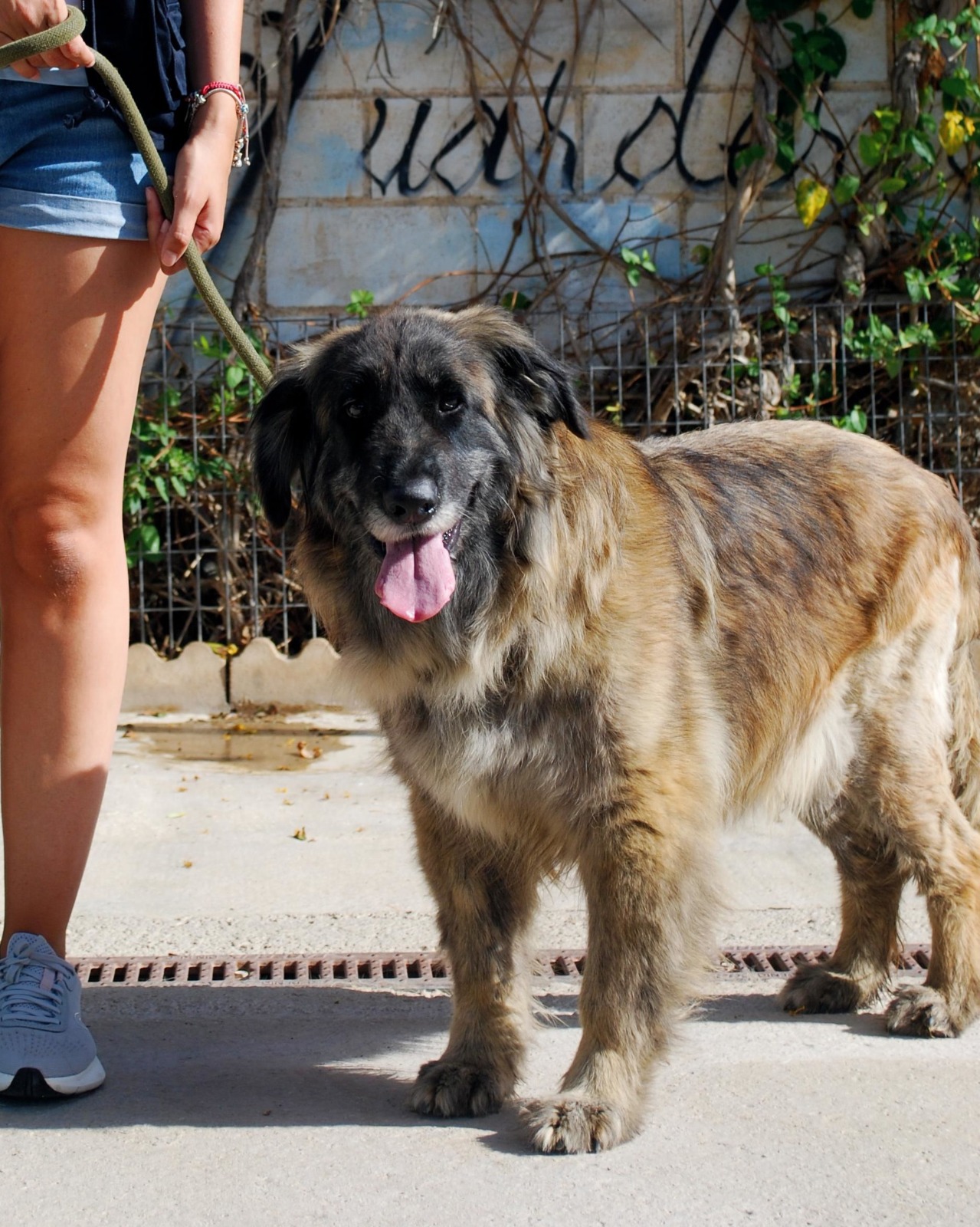 Adelfa - Leonberger, Mastín Español, Pastor Belga (Tervueren)
