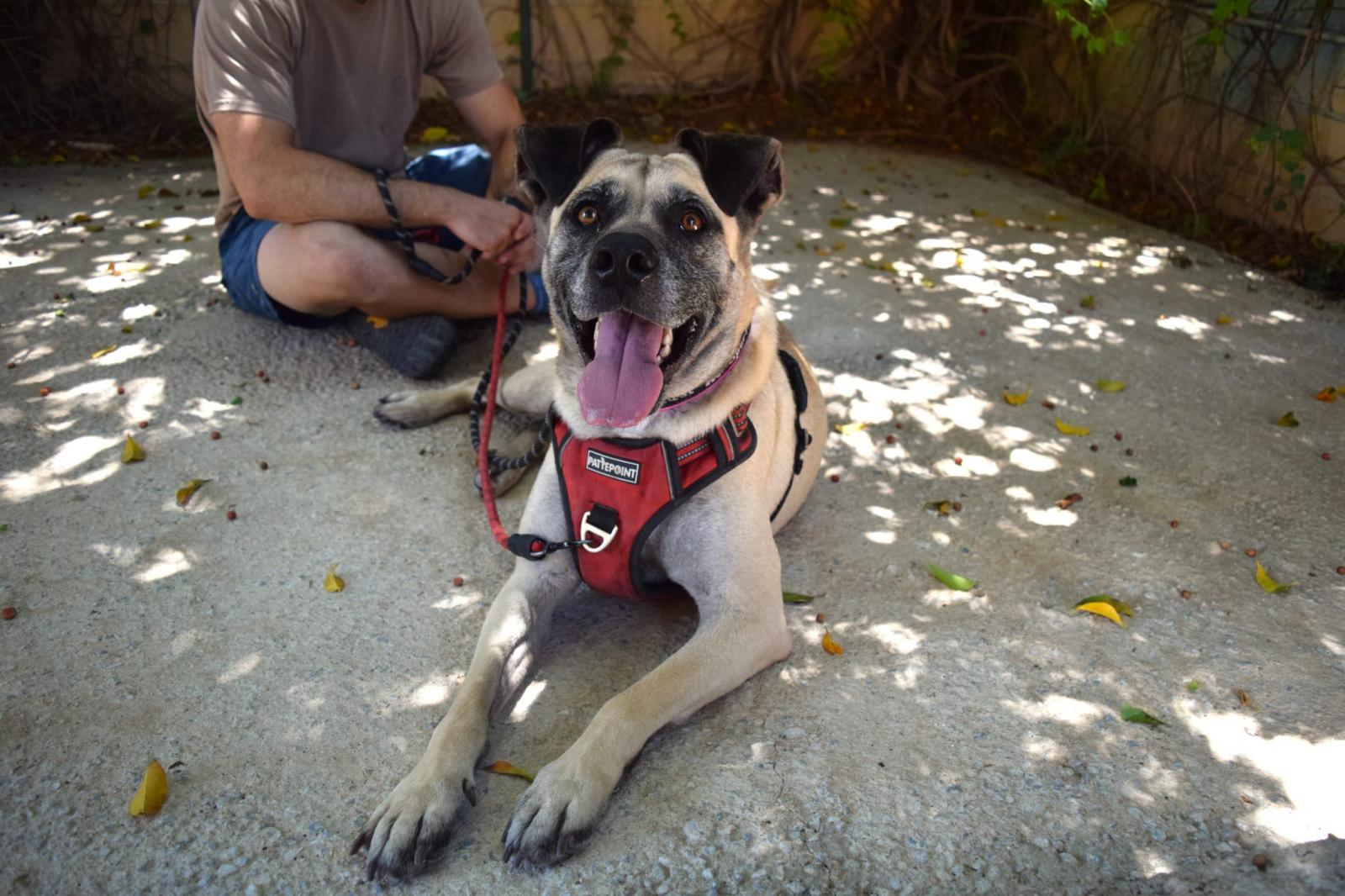 Princesa - Alano Español, Boxer, Mastín Español