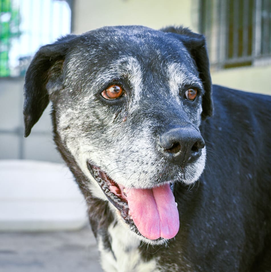 Calabaza - Labrador Retriever, Alano Español, Mastín Español