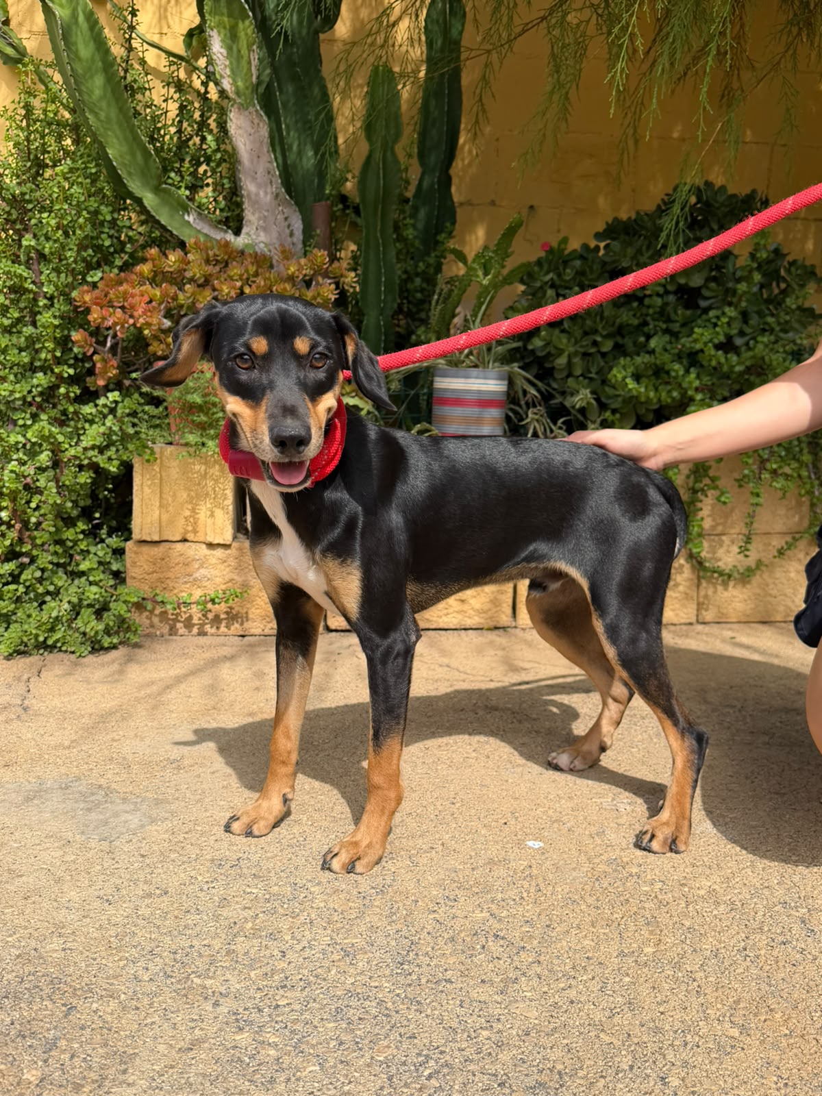 Ramon - Ratonero Bodeguero Andaluz, Pinscher Alemán, Sabueso Español