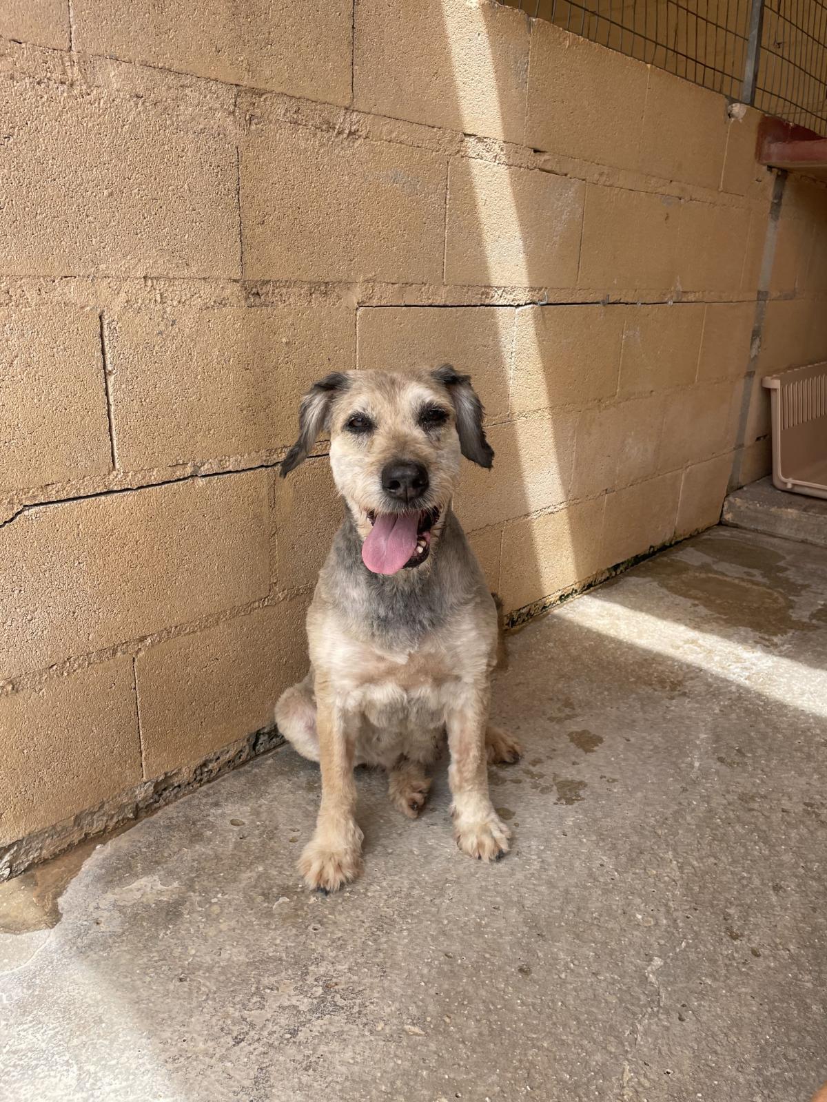 Laya - Mestizo, Podenco Andaluz, Lobero Irlandés