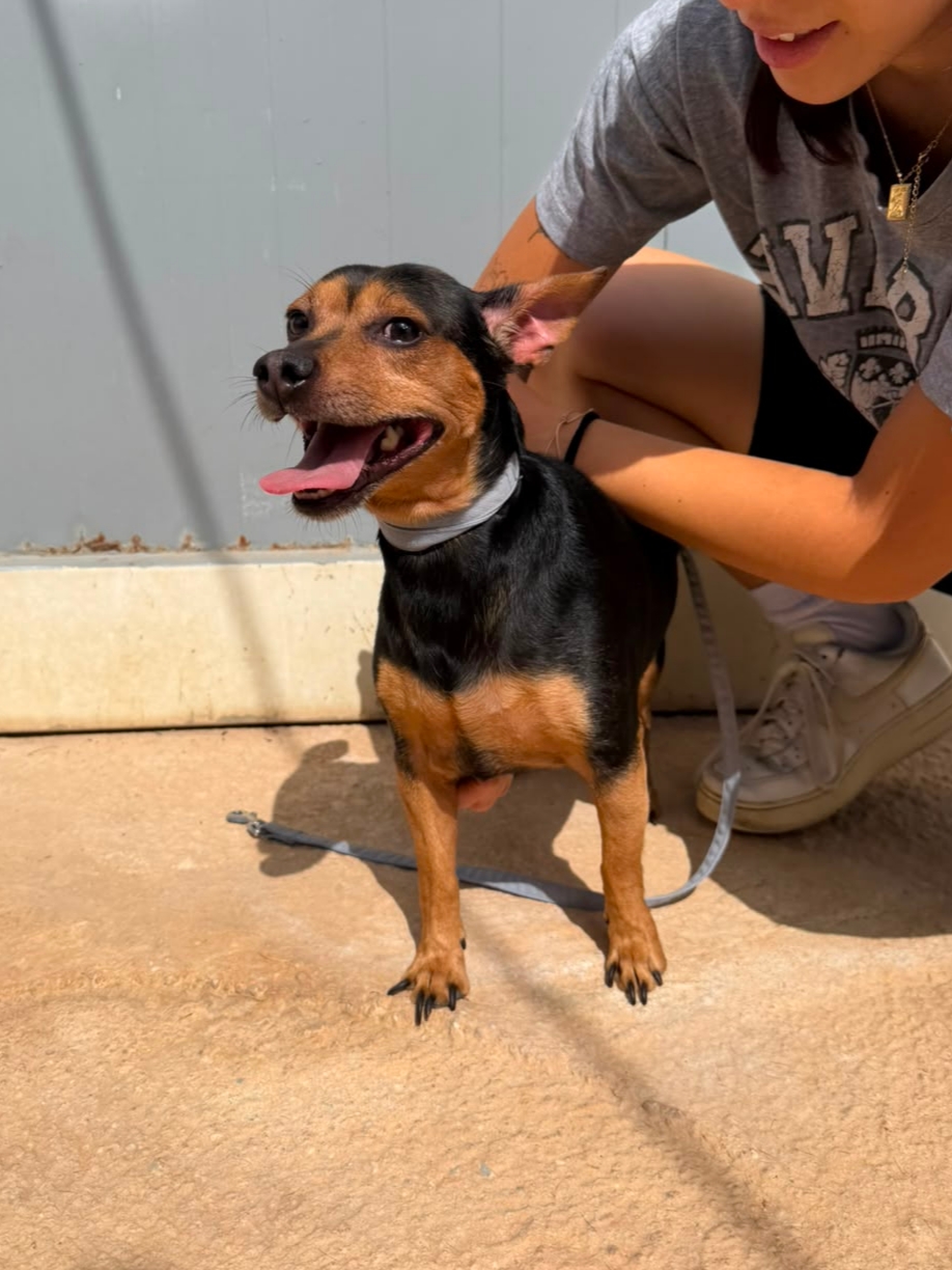 Pepinillo - Pinscher Miniatura, Ratonero Valenciano
