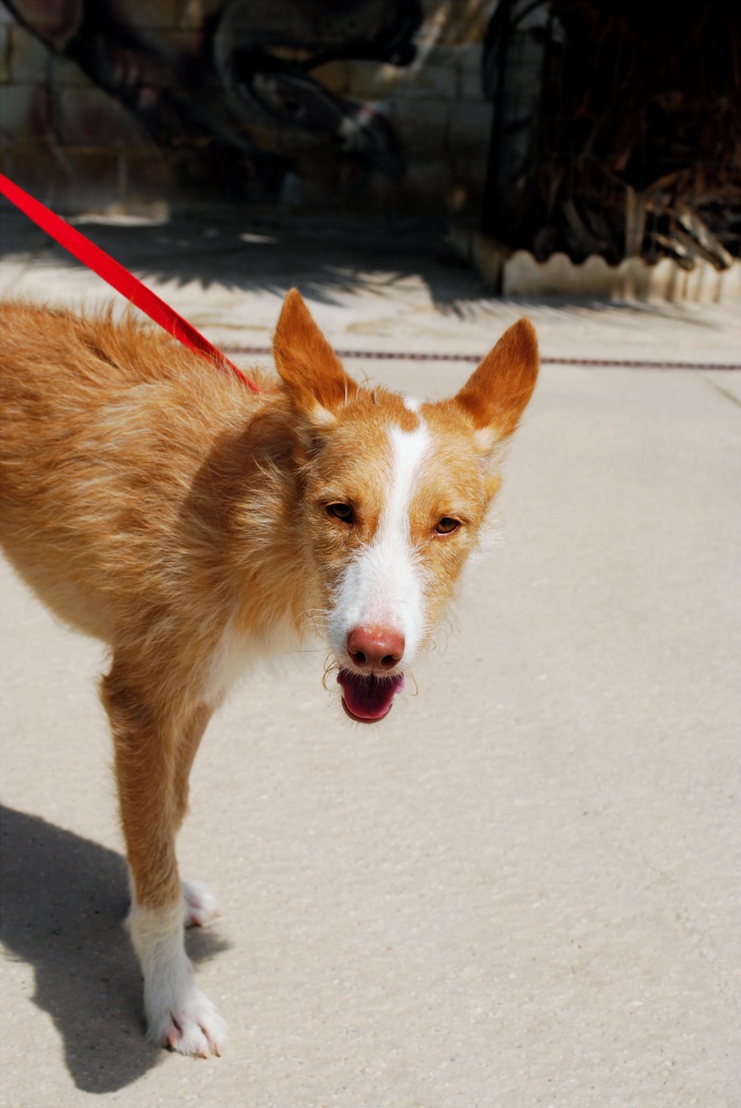 Judith - Podenco Andaluz, Border Collie, Jack Russell Terrier