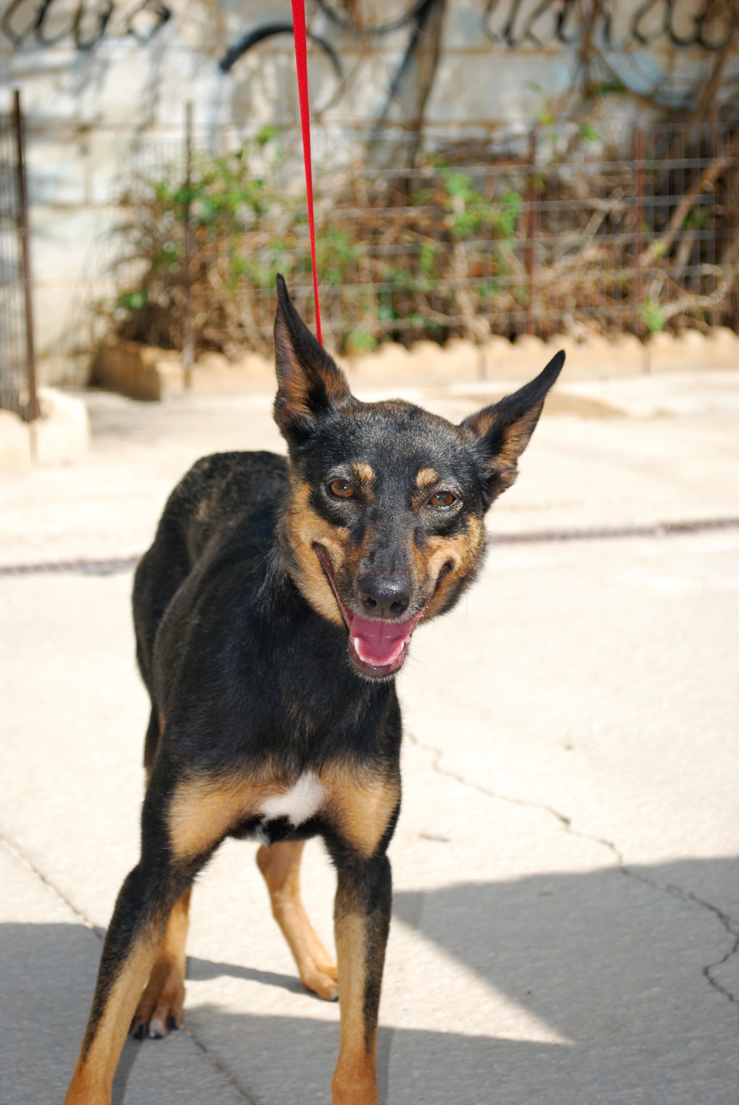 Berrinchona - Podenco Andaluz Maneto, Pinscher Miniatura, Ratonero Valenciano