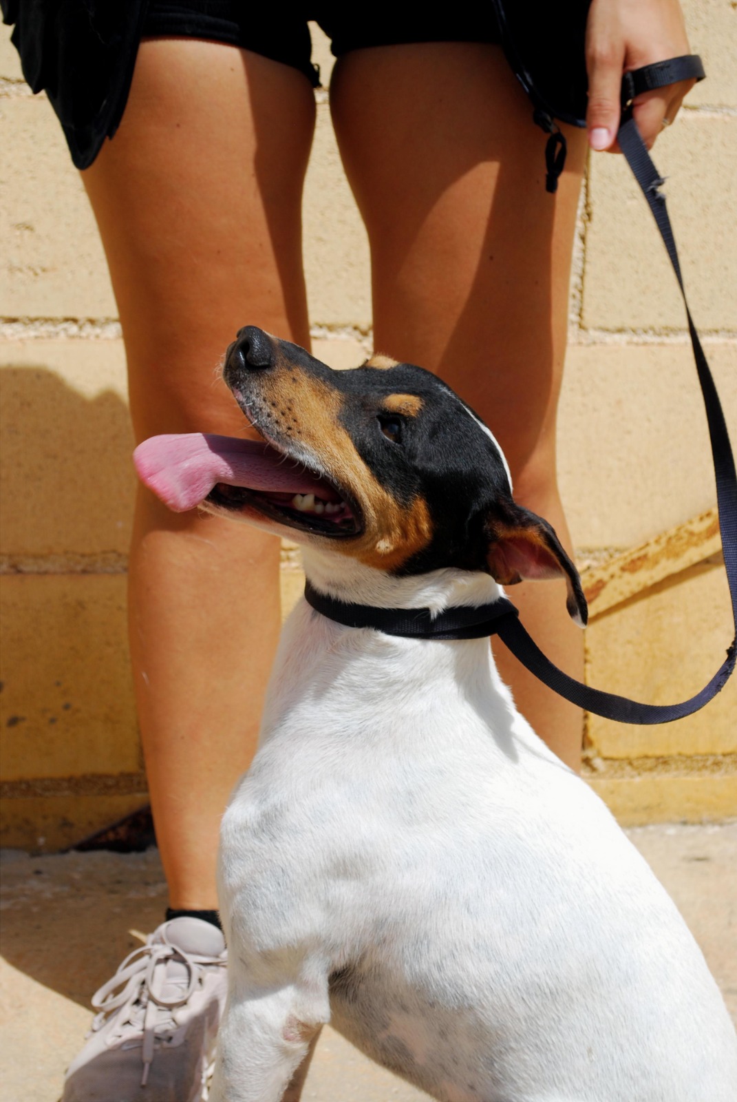 Berrinche - Ratonero Bodeguero Andaluz, Jack Russell Terrier, Fox Terrier (Pelo Liso)