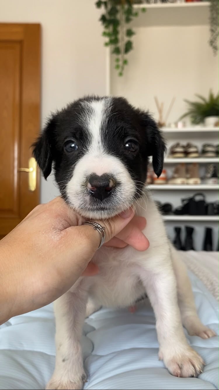 Chase - Border Collie, Ratonero Bodeguero Andaluz, Mestizo